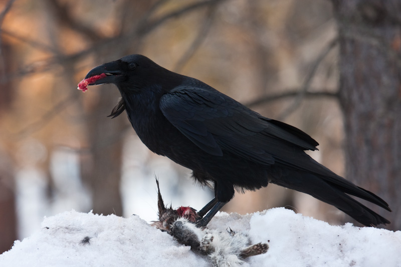 Raven Eating Road Killed Squirrel